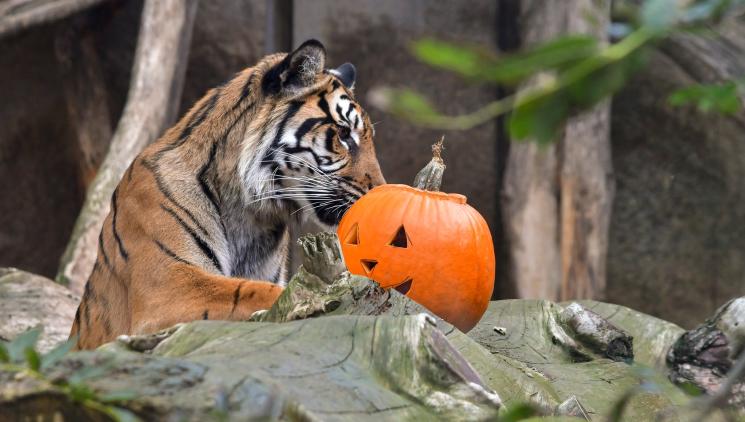 ZOO JIHLAVA:  PODZIM PLNÝ DOBRODRUŽSTVÍ A POZNÁN