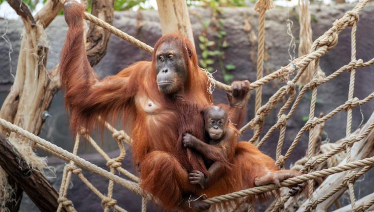 INDONESIA, AFRICA AND OTHER WARM REGIONS. PRAGUE ZOO INVITES YOU TO THE HEATED PAVILIONS.