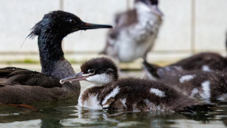 V ZOO PRAHA SE VYLÍHLA NEJVZÁCNĚJŠÍ KACHŇATA SVĚTA