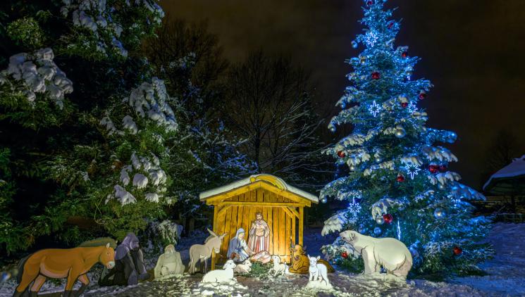 ZOO PRAHA SLAVNOSTNĚ ROZSVÍTÍ VÁNOČNÍ STROM A PŘEDSTAVÍ LETOŠNÍ SIROTKY